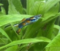 12 Endler Guppy bunte Fische Aquarium reinerbig DNZ Kiel - Neumühlen-Dietrichsdorf-Oppendorf Vorschau