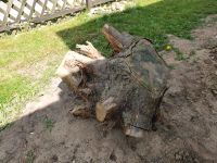 Holzstamm Tanne, ausgegraben Herzogtum Lauenburg - Ratzeburg Vorschau