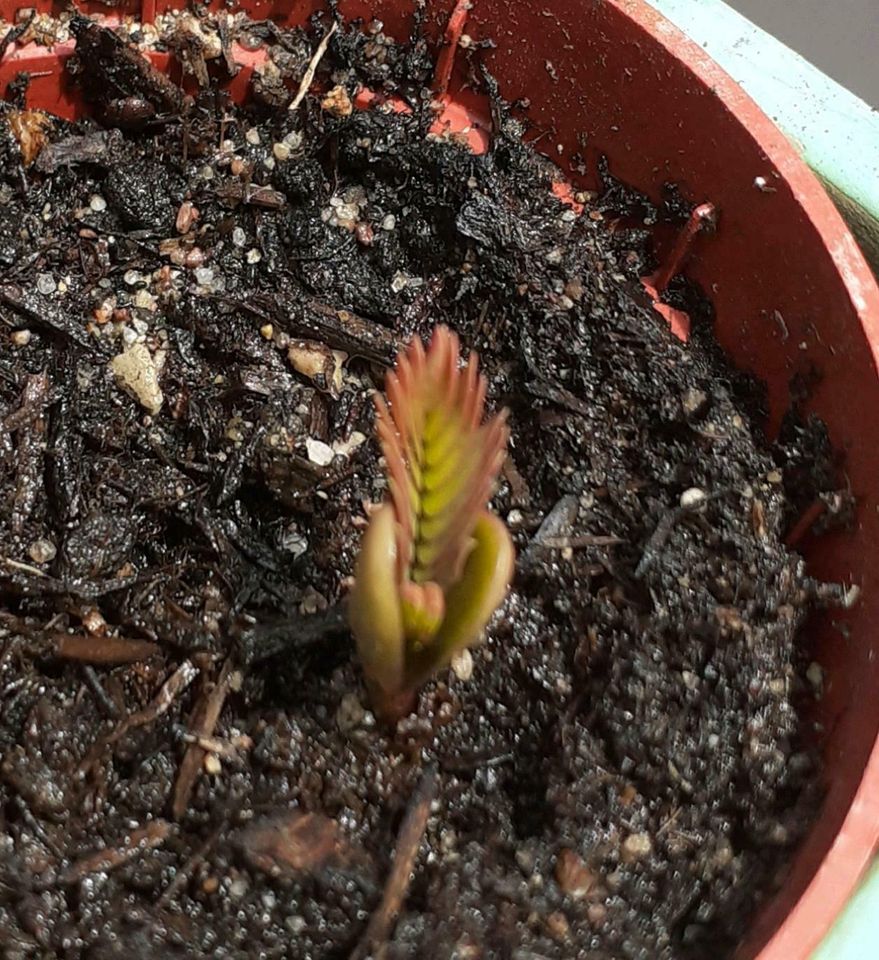 Samen vom Seidenbaum ☆ Albizia ☆ rot blühend ☆ in Salzgitter