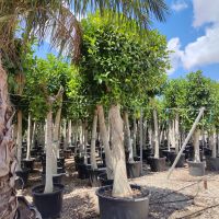 Australische Feige Ficus rubiginosa 30-40 cm Stu. 300-400 cm Höhe Bayern - Altfraunhofen Vorschau