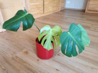 Monstera Fensterblatt Zimmerpflanze pflegeleicht Niedersachsen - Melle Vorschau