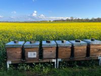 Bienenvölker, Buckfast, Dadant US mit oder ohne Beute Nordrhein-Westfalen - Düren Vorschau