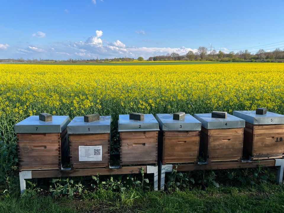 Bienenvölker, Buckfast, Dadant US mit oder ohne Beute in Düren