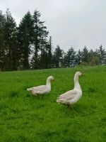 Gans 2023 bereits am Eier legen Rheinland-Pfalz - Thalhausen Vorschau