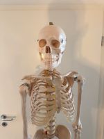 Lebens Skelett 180cm Groß +Lern Karten inklusive Baden-Württemberg - Mannheim Vorschau