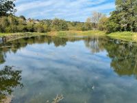 Hilfe bei Teichauflösung, umsiedeln von u.a. Koi Goldfischen etc. Nordrhein-Westfalen - Gummersbach Vorschau