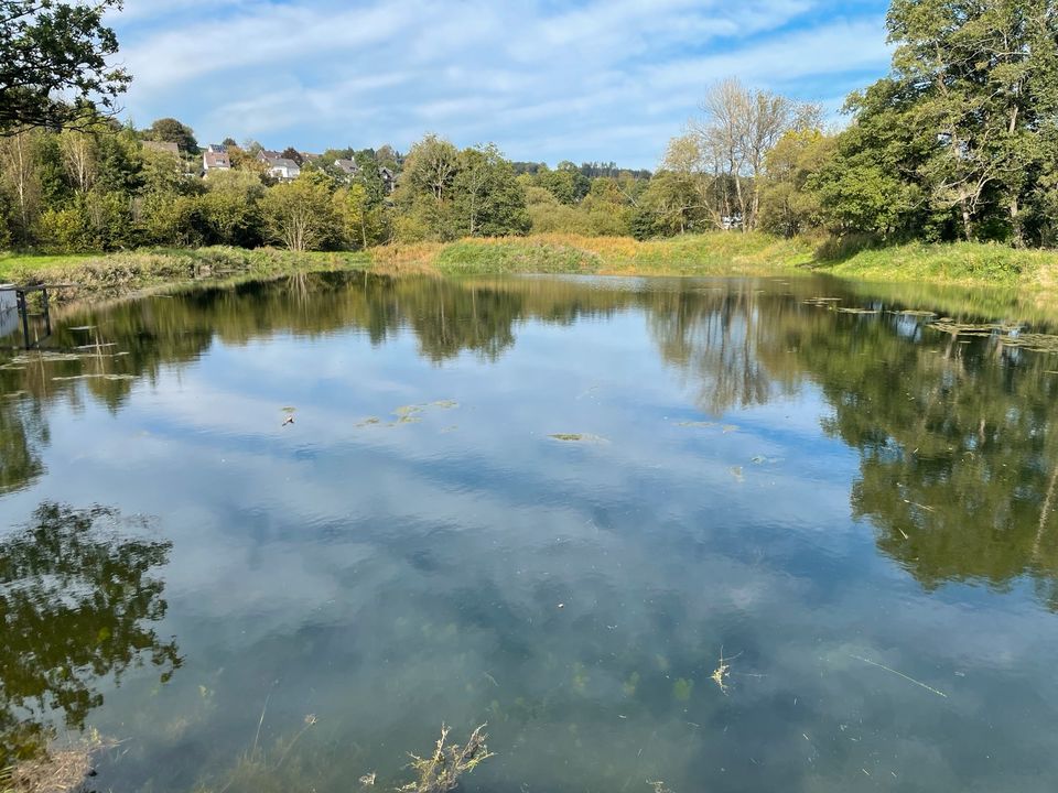 Hilfe bei Teichauflösung, umsiedeln von u.a. Koi Goldfischen etc. in Gummersbach