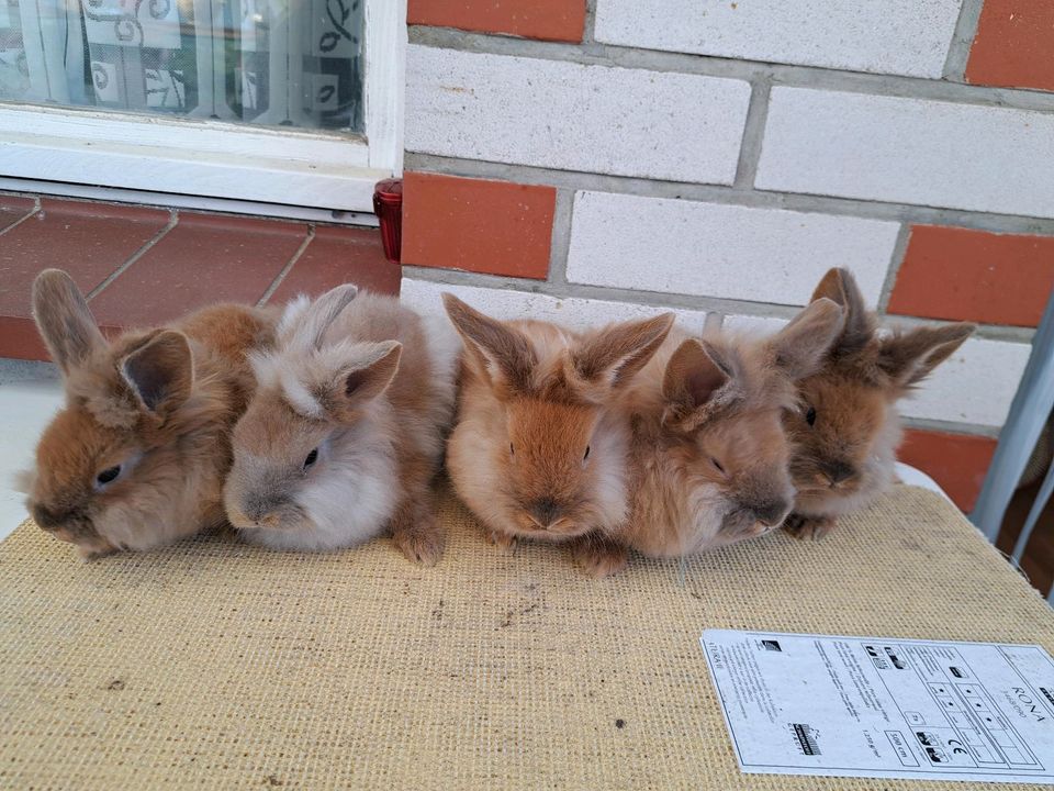 Süße Zwergkaninchen Löwenköpfchen Hase männlich weiblich in Krakow am See