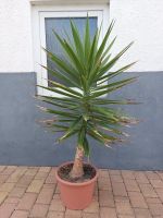 Yucca Palme Brandenburg - Trebbin Vorschau
