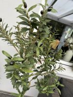 Olivenbaum künstlich xxl Nordrhein-Westfalen - Krefeld Vorschau