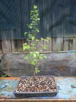 BONSAI- Jungpflanze Weissdorn Alter ca. 5 Jahre 55 cm Höhe Bayern - Baunach Vorschau