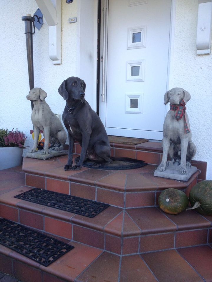 ‼️Pointer Weimaraner Vizsla Kurzhaar Ridgeback Windhund Jagdhund in Magdeburg