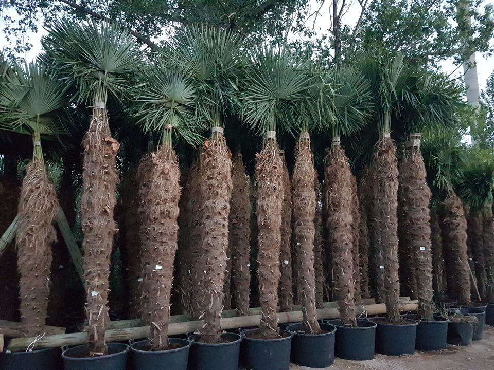 Winterharte Palmen Hanfpalme Trachycarpus Fortunei, Olivenbäume in Spickendorf