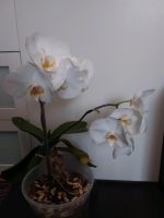 Orchidee Phalaenopsis Weiss gelbe  mit Glasstopf Zimmerpflanze Saarbrücken-West - Burbach Vorschau