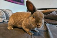 Kaninchen sucht ein neues Zuhause Schleswig-Holstein - Karby (Schwansen) Vorschau