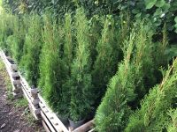 Thuja Smaragd 70-100 cm / Heckenpflanzen Thujen Thujas Baden-Württemberg - Obersulm Vorschau