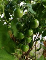 Cherry Coctailtomaten Tomatenpflanzen Gemüsepflanzen Baden-Württemberg - Hügelsheim Vorschau