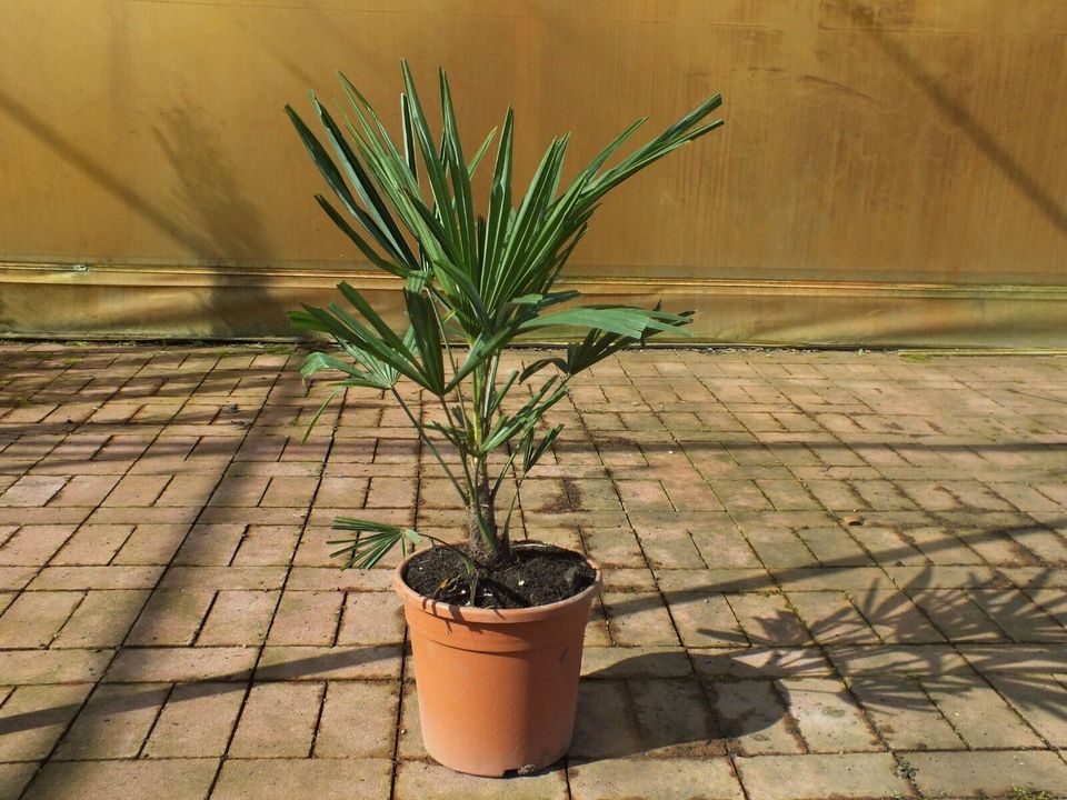 ✅NEU✅ Trachycarpus fortunei 50-260cm winterharte Hanfpalme 5 in Bad Soden am Taunus