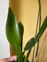 Sansevieria spec. Sachsen-Anhalt - Zeitz Vorschau