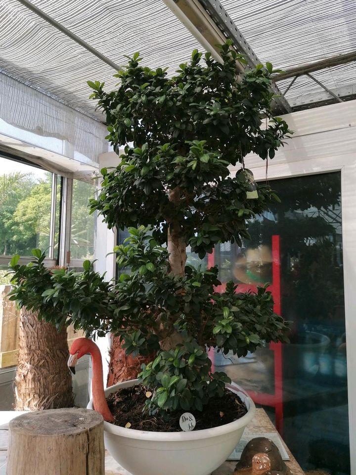 ficus ginseng bonsai in Korschenbroich