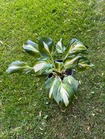 Hosta undulata Univittata, panaschierte Funkie,Staude,Pflanze Niedersachsen - Zeven Vorschau