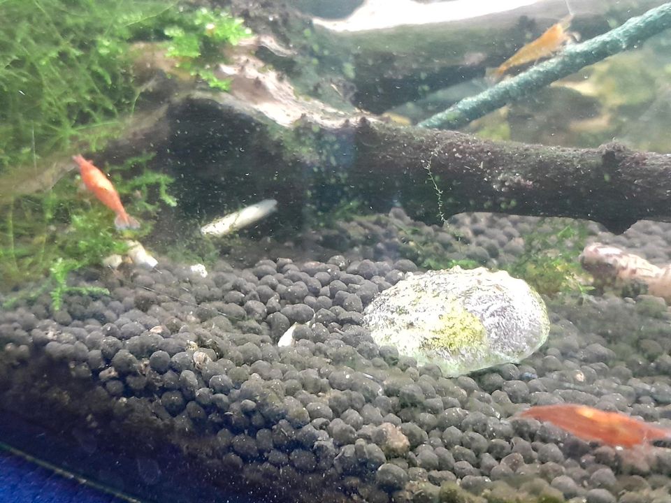 Aquarium, Garnelen, Fische,Neocaridina in Greußen