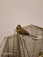 Ich habe einen männlichen Kanarienvogel zum Verkauf oder Tausch Rodenkirchen - Sürth Vorschau