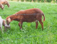 Braunes Haarschaf Lamm, Bock, Absetzer, Schaf, Niedersachsen - Lunestedt Vorschau