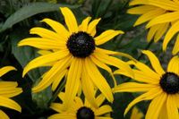 Rudbeckia fulgida var. sullivantii `Goldsturm` Sonnenhut ab 2,20€ Bayern - Bayreuth Vorschau