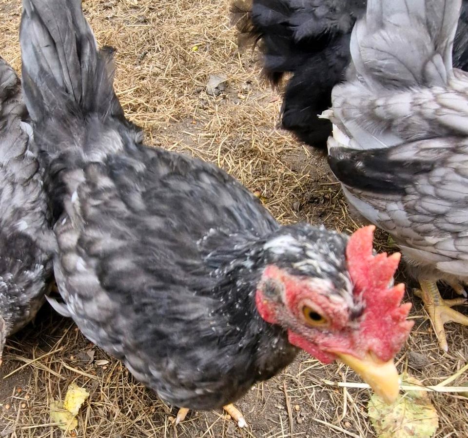 Zwergchabos Zwerg Chabo Hähne in Essen