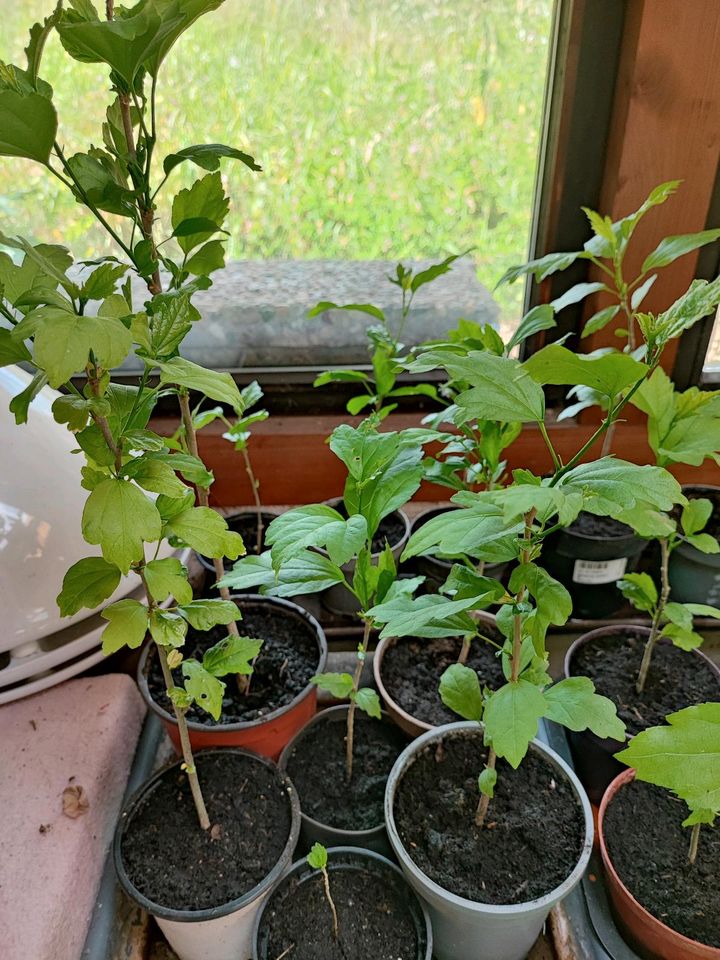 Roseneibisch (Hibiskus) Ableger Setzling Zögling Winterhart in Karlsbad