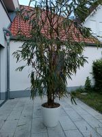 Zimmerpflanze Ficus alii Baden-Württemberg - Teningen Vorschau