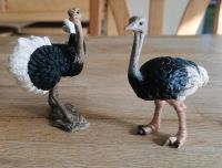 Schleich Strauß 2 männliche Schleswig-Holstein - Hartenholm Vorschau