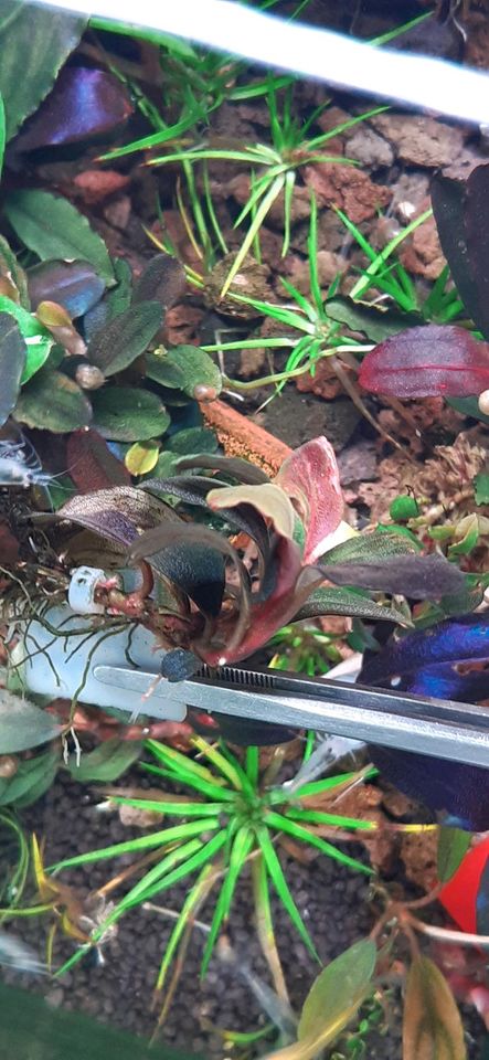 New ⭐❤ Helena 2013 ❤⭐ Rare Bucephalandra Aquarium Garnelen Nano in Freiburg im Breisgau