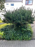 Pinus Mugo Mughus / Kiefer 180cm Nordrhein-Westfalen - Herdecke Vorschau