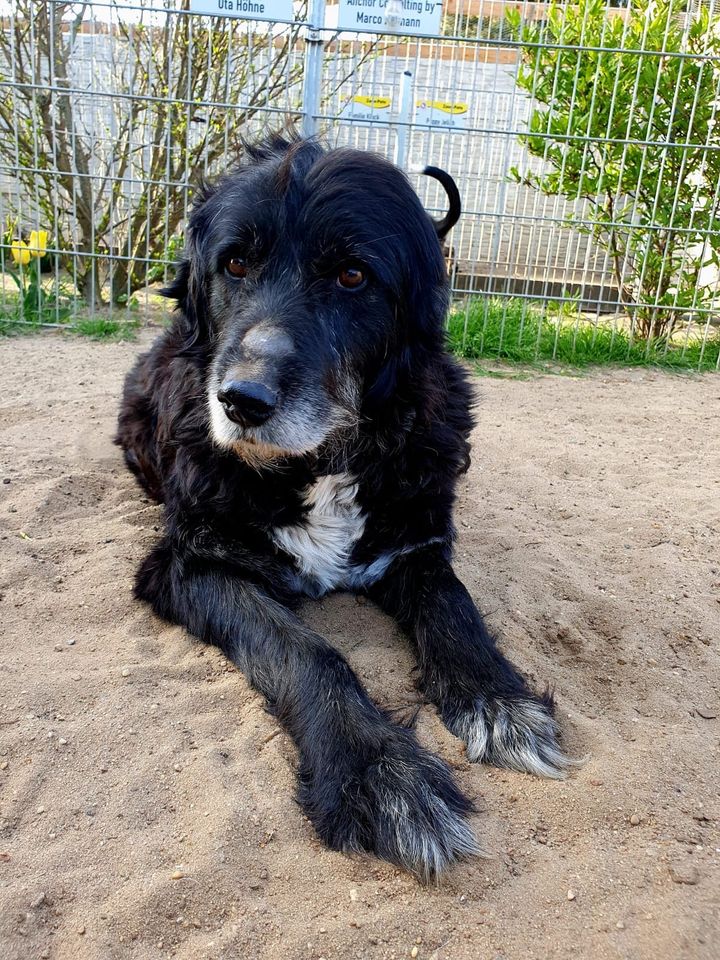 Ruhiger LASSE ❤️ aus dem Tierschutz sucht seine Menschen in Möckern