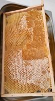 Bienenwachs & Honig vom Imker komplett mit Wabe zu verkaufen Sachsen-Anhalt - Magdeburg Vorschau