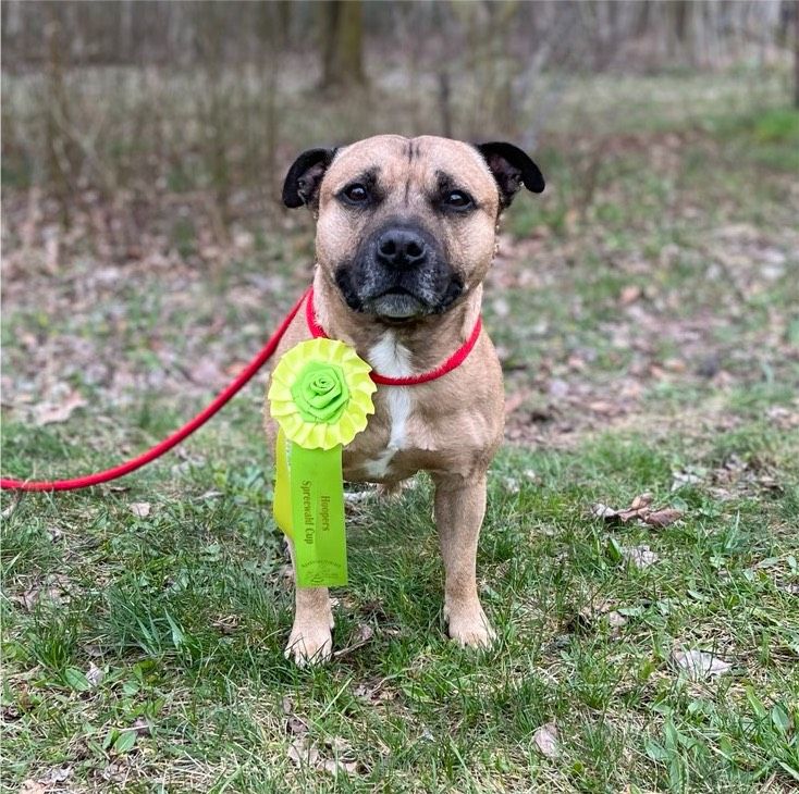 Hundebetreuung gesucht in Dresden