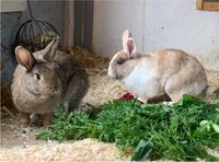 2 Kaninchen Damen suchen ein Zuhause Schleswig-Holstein - Flintbek Vorschau