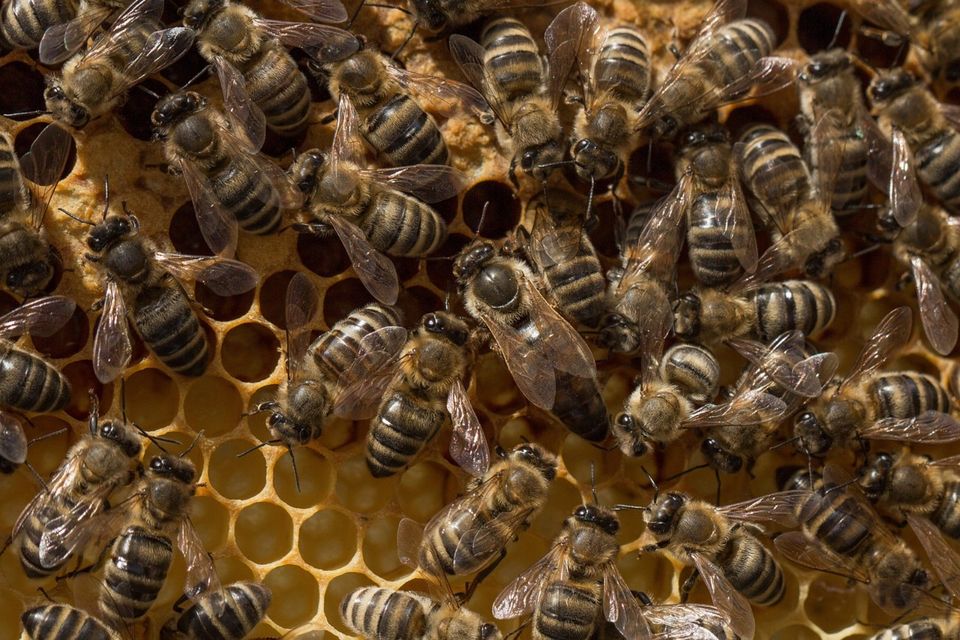 Bienenpatenschaft - Honigsüßes Bienenabenteur in Much