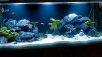 Steine Aquarium Fische Garnelen krebse barsche deko Zubehör Desig Essen - Essen-Stadtmitte Vorschau