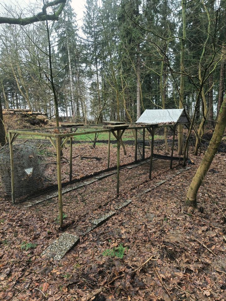 Kleintiergehege, Enten, Gänse, Kaninchen, Hasen in Gnarrenburg