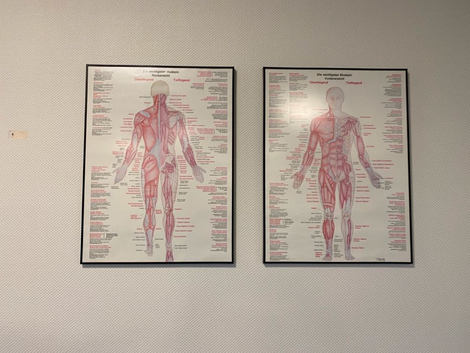 Zwei Bilder Muskelnamen Menschen Vorderseite und Rückseite in Handewitt