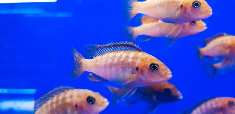 Malawi Iodotropheus sprengerae Makokola Reef in Parsberg