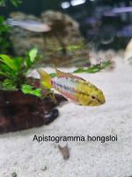 Apistogramma hongsloi, Rotbauch Zwergbuntbarsch Nordrhein-Westfalen - Mönchengladbach Vorschau