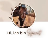 Pflegebeteiligung, Pony sucht Mensch Niedersachsen - Wolfsburg Vorschau