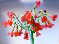 ~ 40 Kalanchoe daigremontiana, Goethepflanze, pro Stück nur 1 € Rheinland-Pfalz - Mutterstadt Vorschau