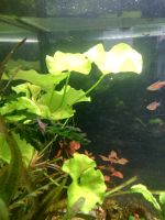 Farne, Flipper-Lotus, Cryptocoryne, Moose ,Aquariumpflanzen Bayern - Oberkotzau Vorschau