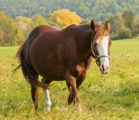 Quarter Horse Stute QH Bayern - Maßbach Vorschau