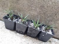 Haworthia Haworthie Sukkulente Zebra-Pflanze Nordrhein-Westfalen - Borgentreich Vorschau